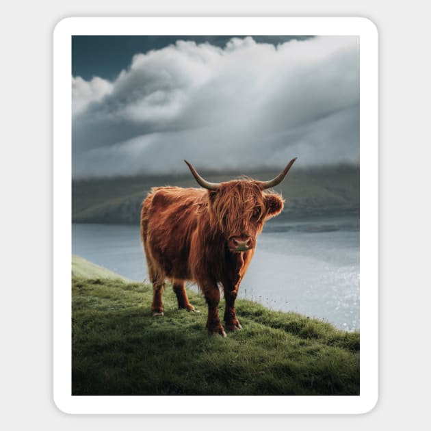 Scottish Cattle Sticker by withluke